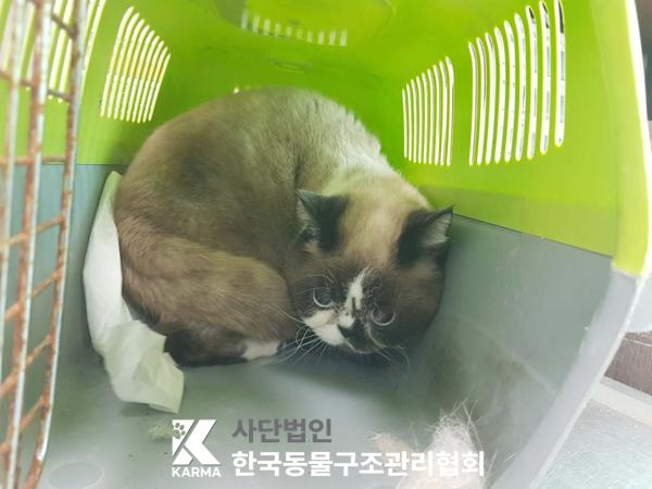 보호중 스코티시폴드…